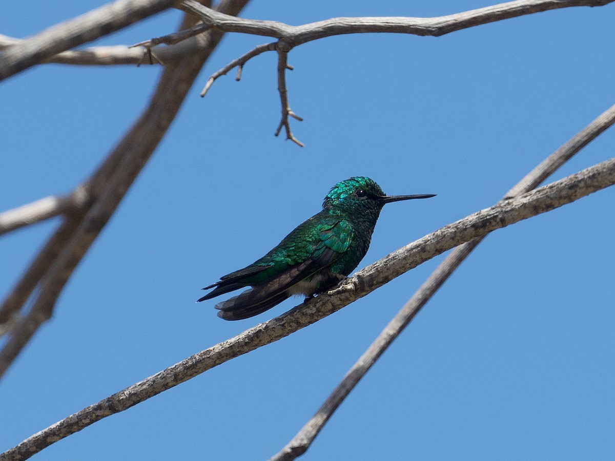 Blue-tailed Emerald - ML652804454