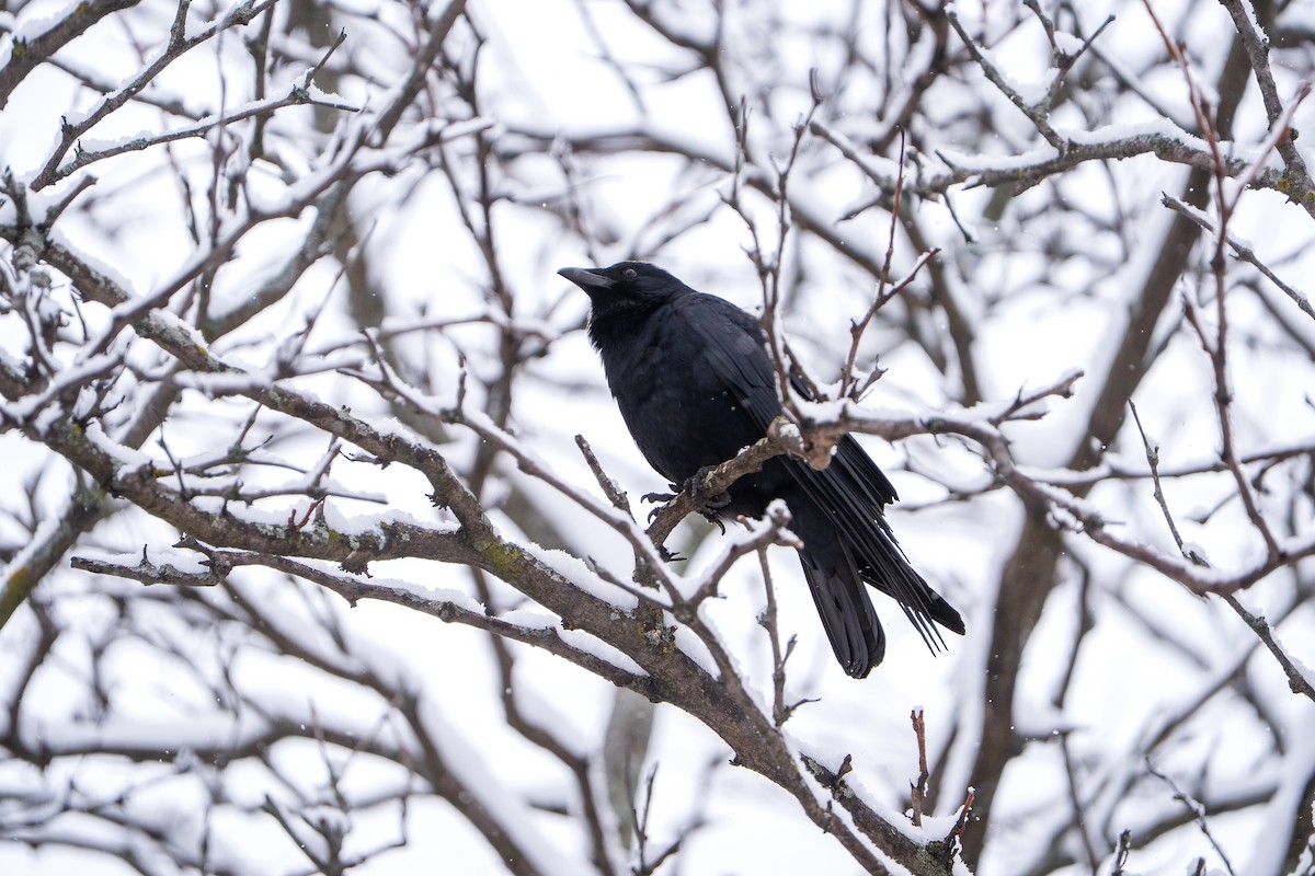 Fish Crow - ML652804574