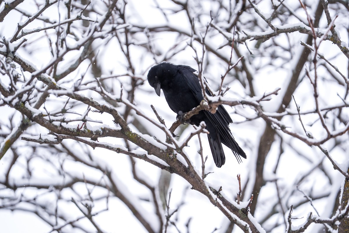 Fish Crow - ML652804575