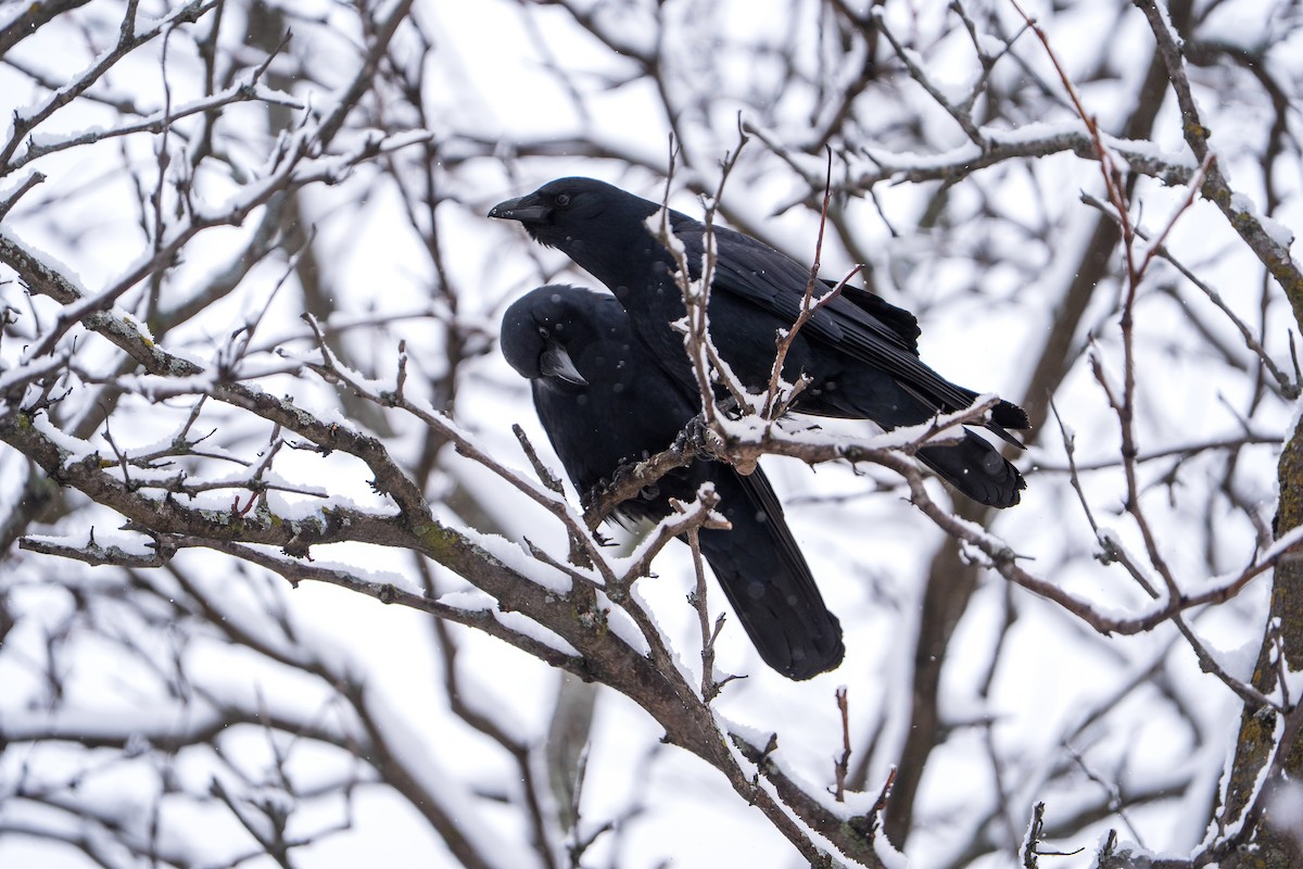 Fish Crow - ML652804576