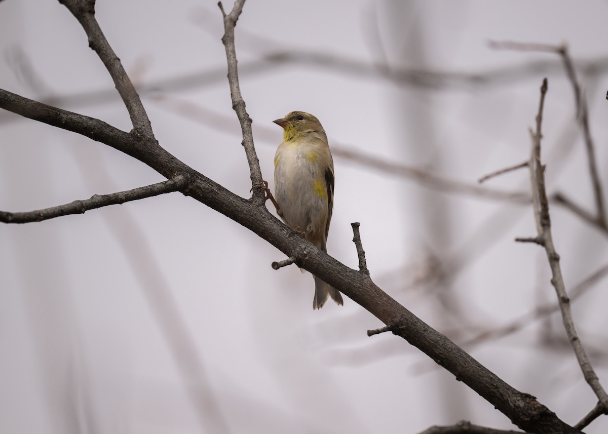 American Goldfinch - ML652804581