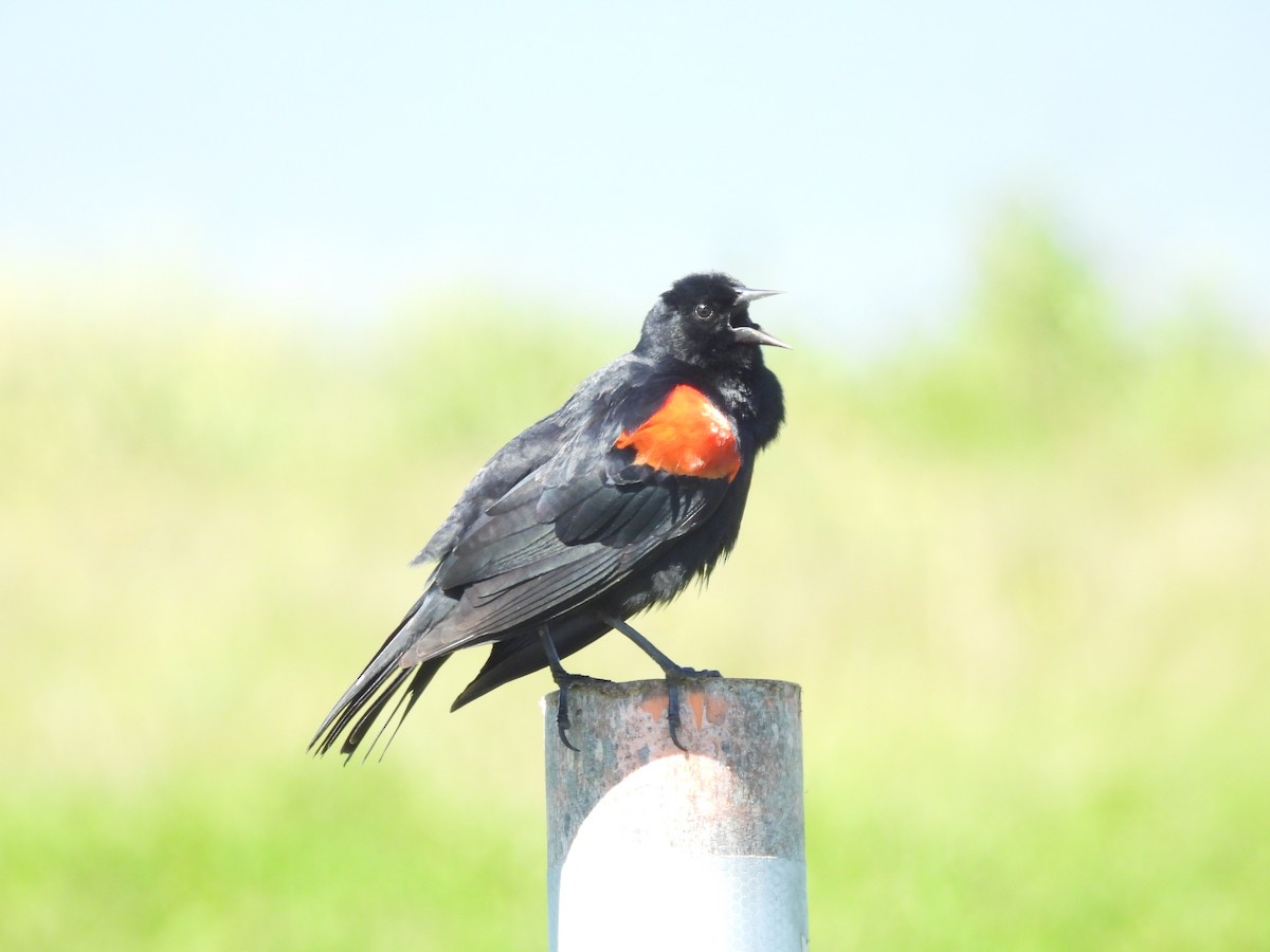 Red-winged Blackbird - ML652804584