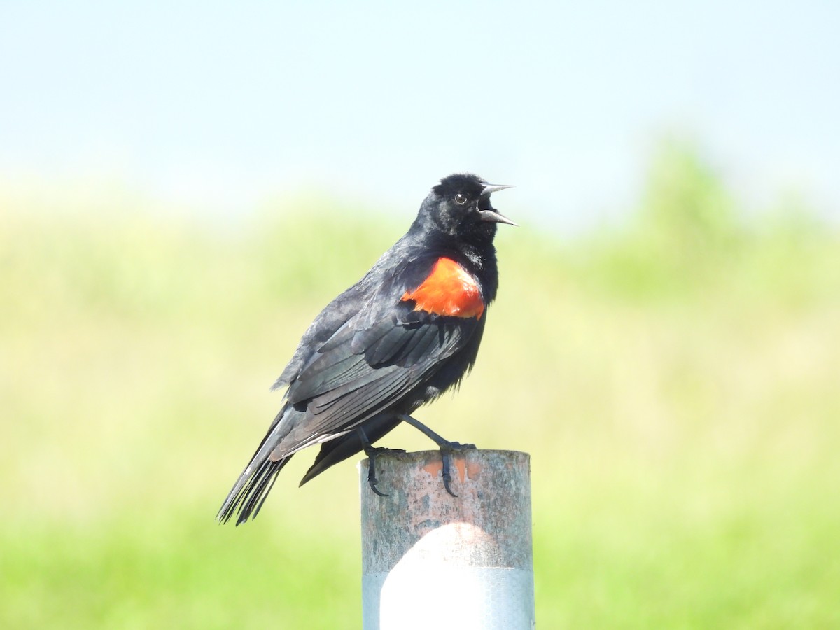Red-winged Blackbird - ML652804585