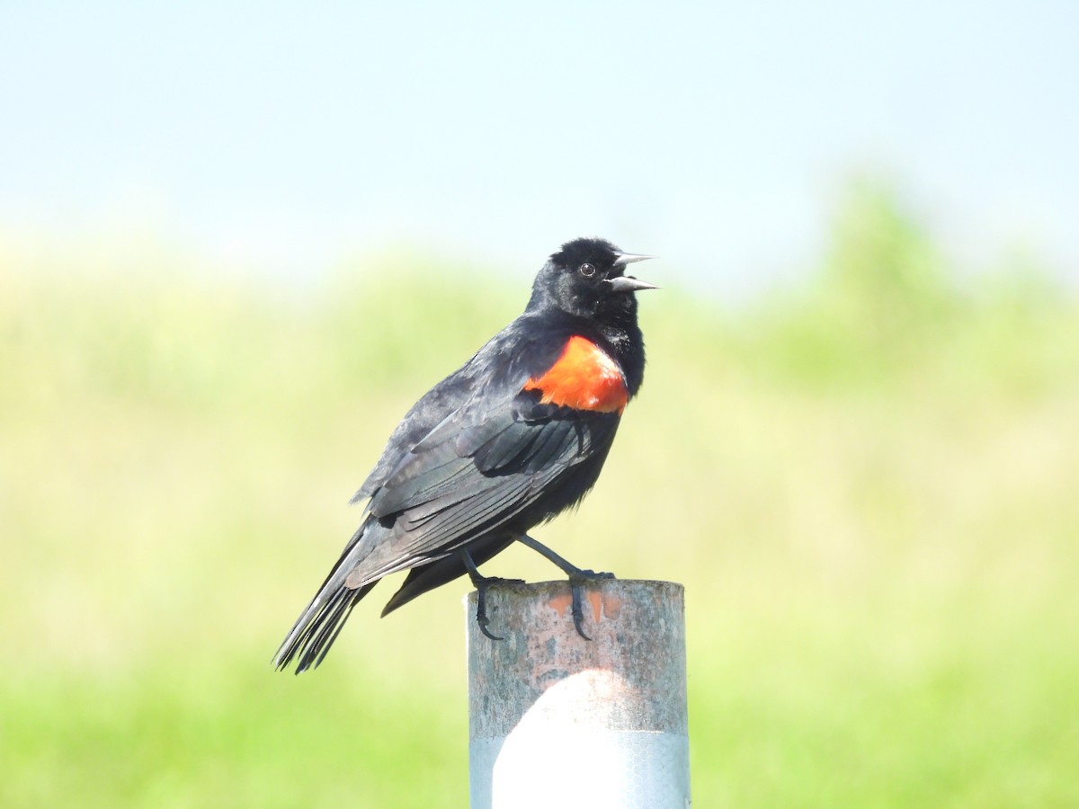 Red-winged Blackbird - ML652804586