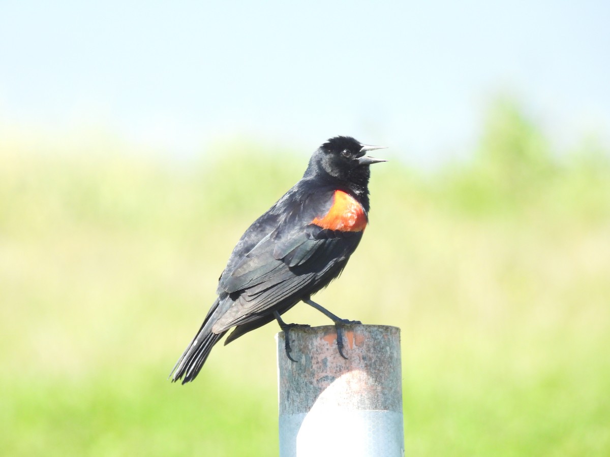 Red-winged Blackbird - ML652804587