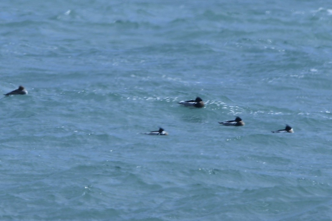 바다비오리 - ML652804588