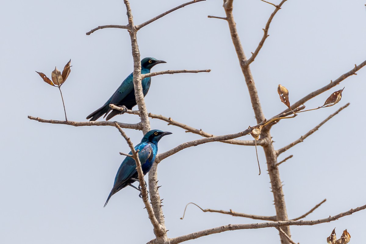 Lesser Blue-eared Starling (Lesser) - ML652804590