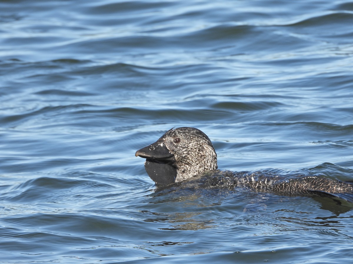 Musk Duck - ML652804591