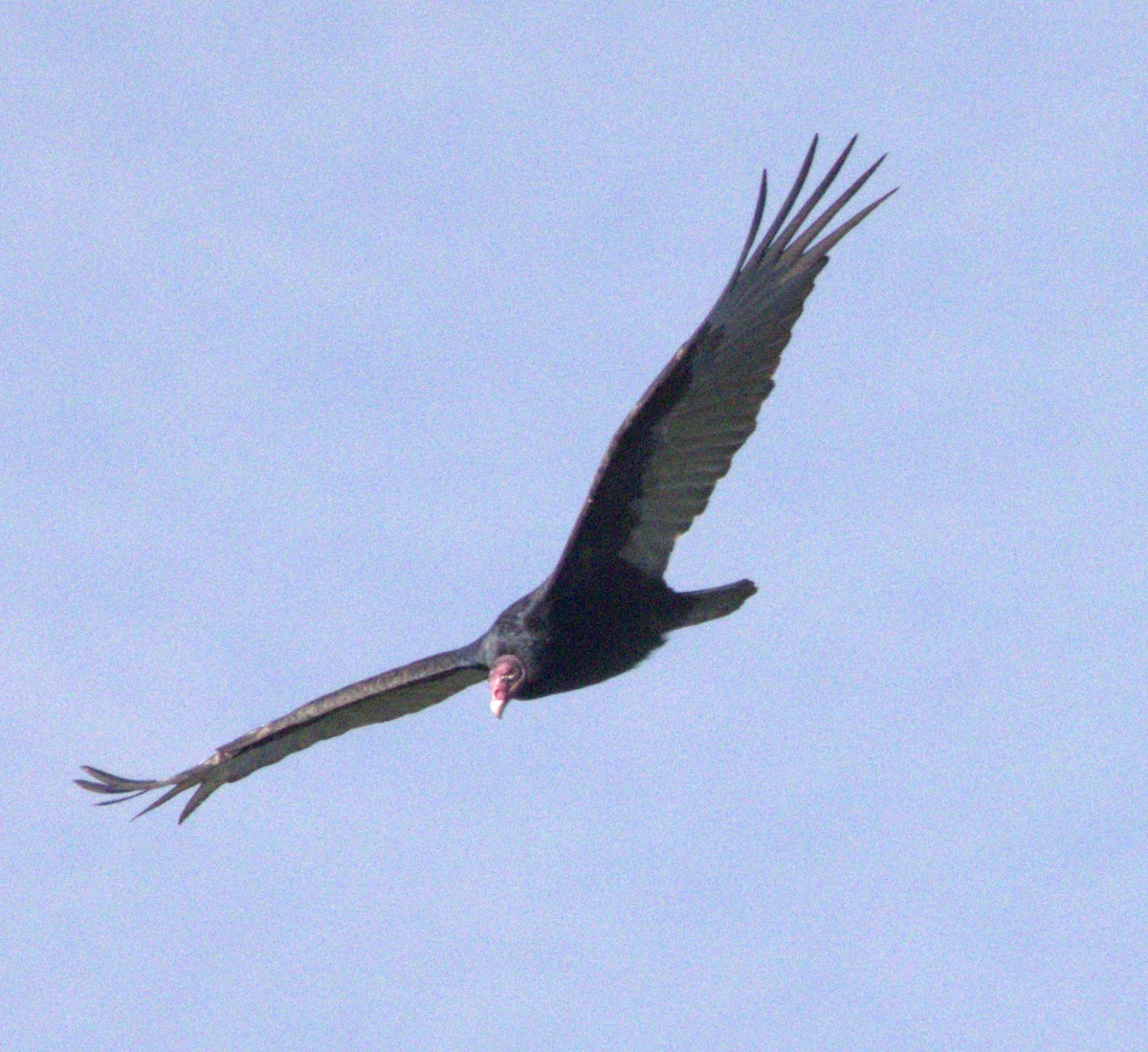 Turkey Vulture - ML652804592