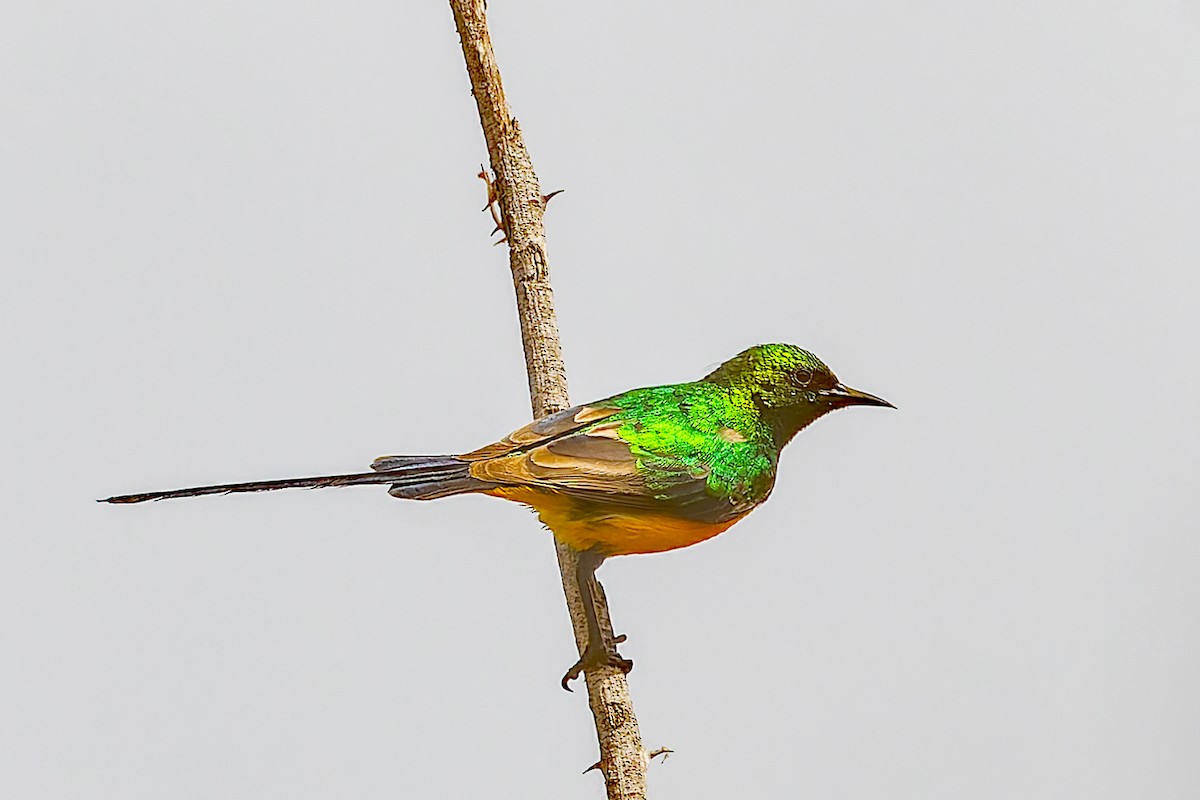 Pygmy Sunbird - ML652804593