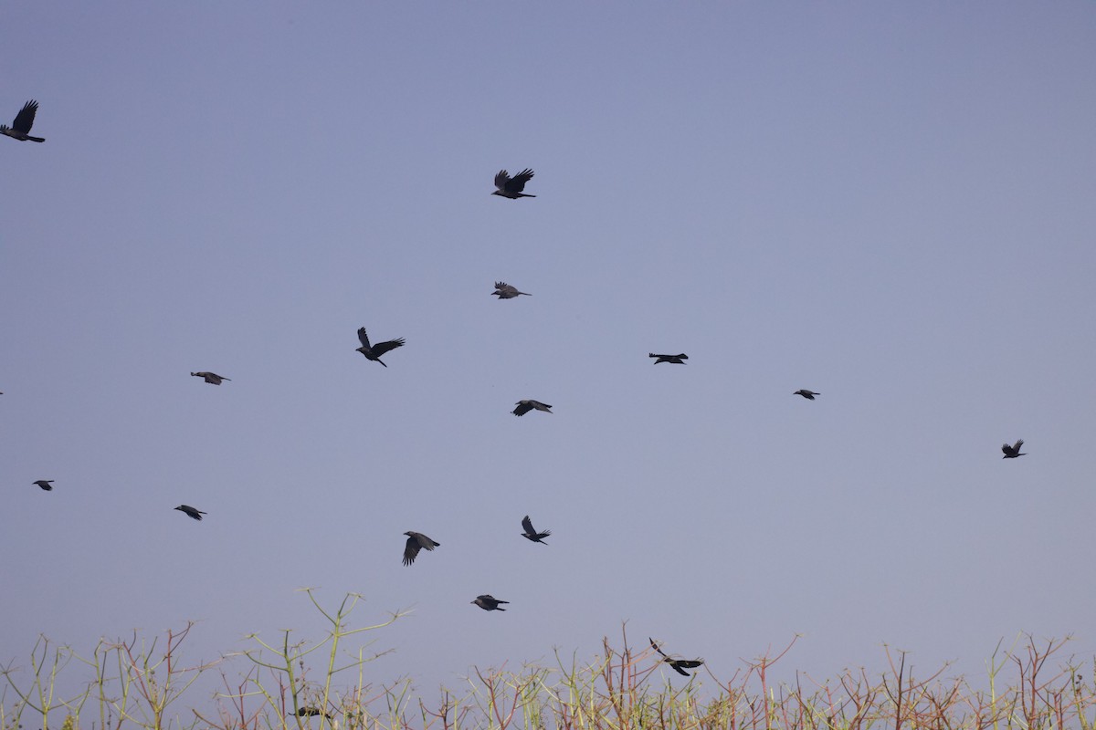 집까마귀 - ML652804595