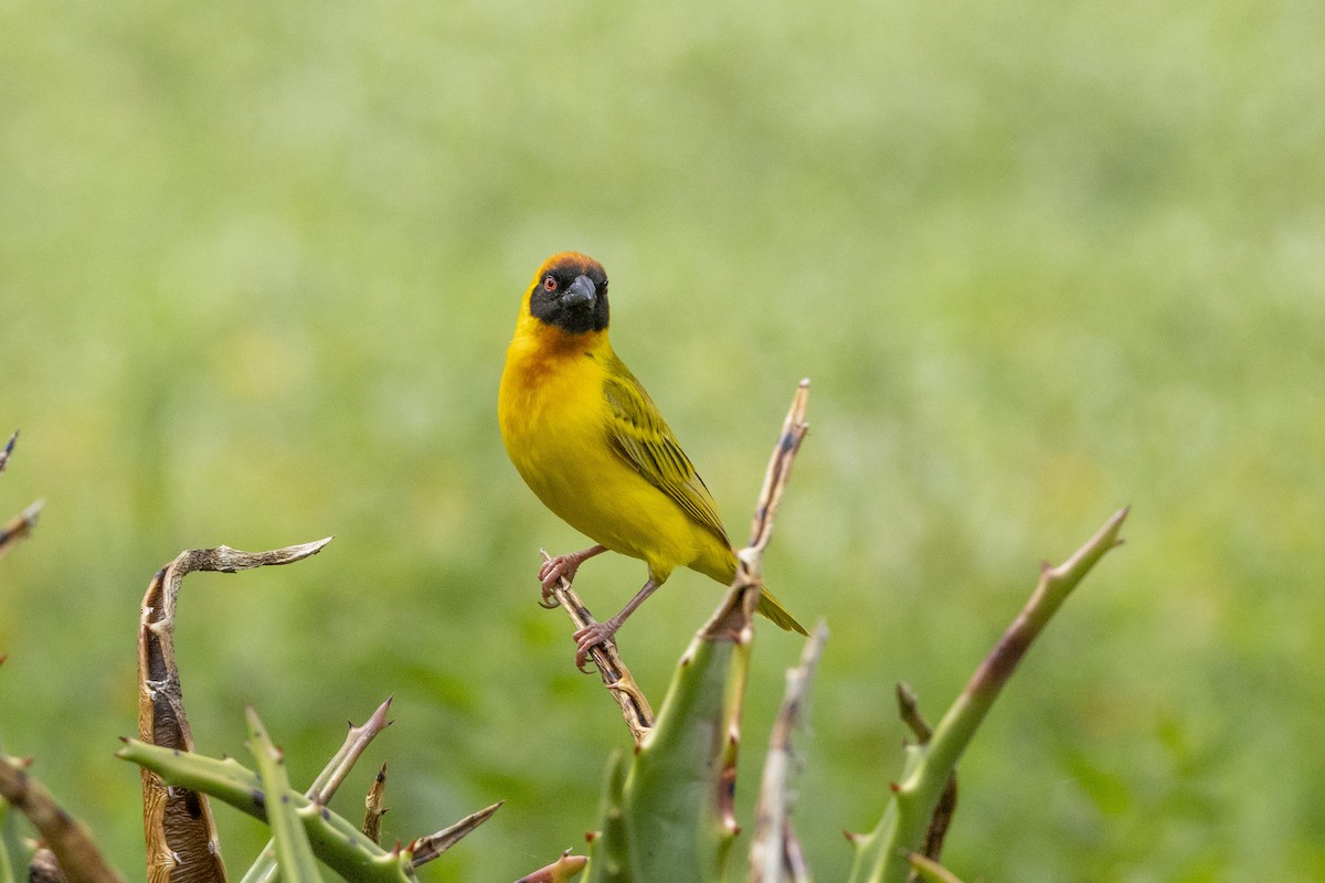 Vitelline Masked-Weaver - ML652804596
