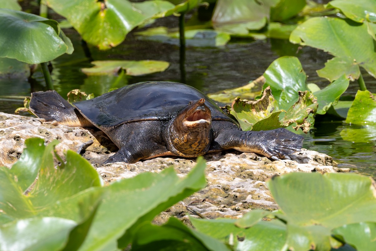 Florida Softshell Turtle - ML652804597