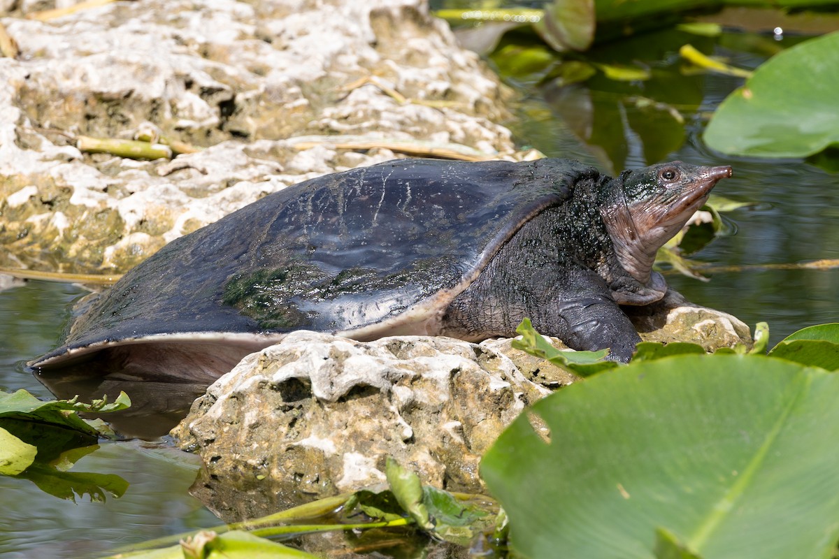 Animals - ML652804598