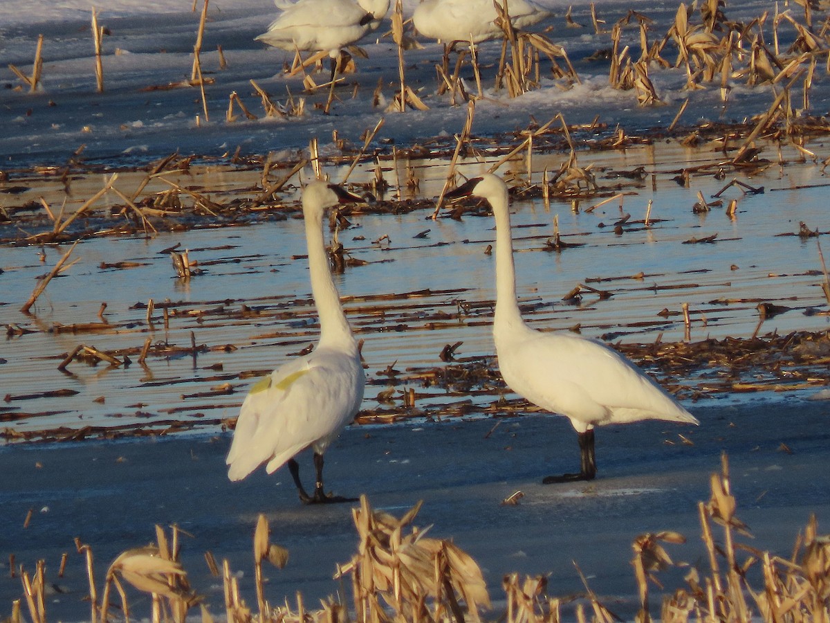 Trumpeter Swan - ML652804599