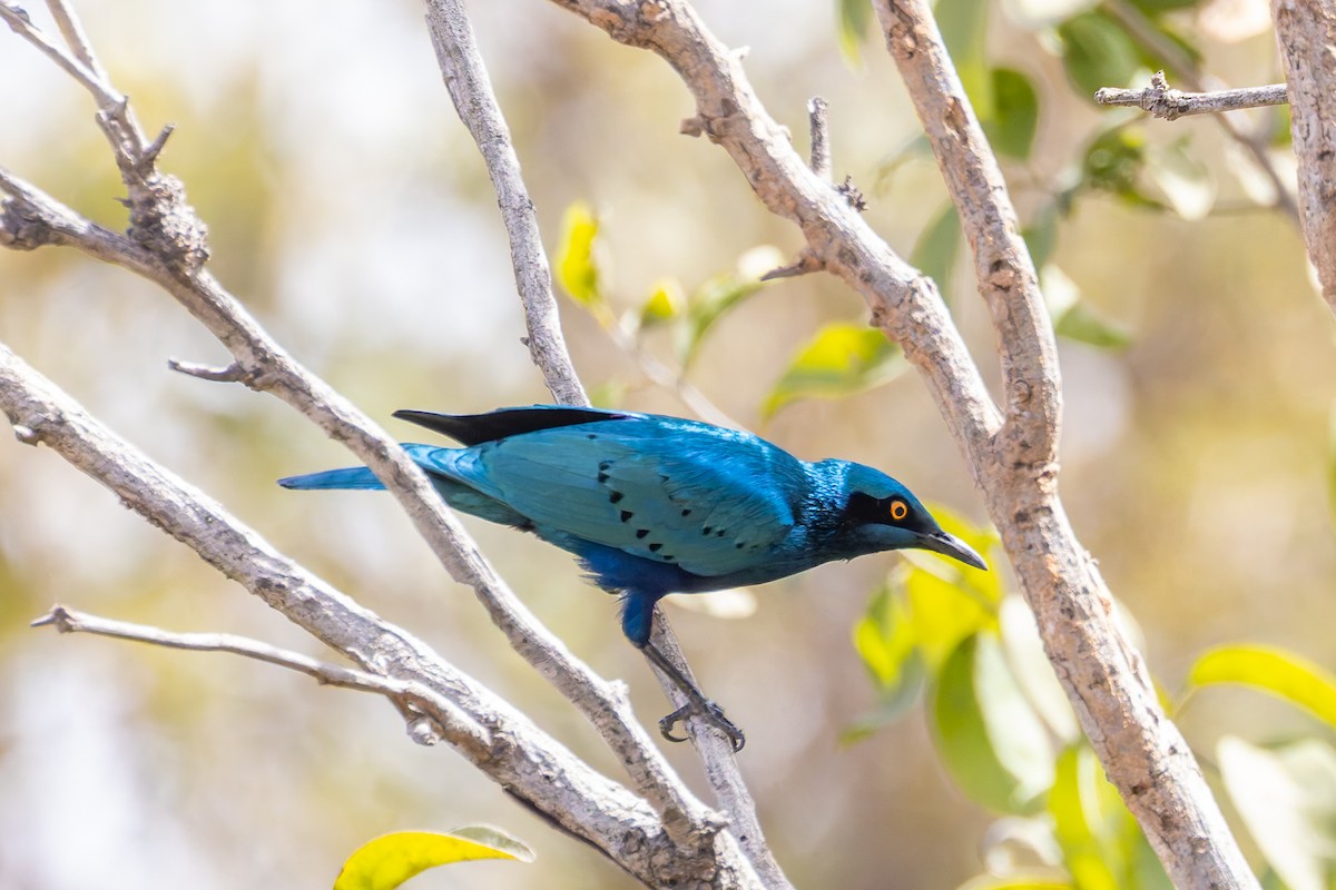 Lesser Blue-eared Starling (Lesser) - ML652804601