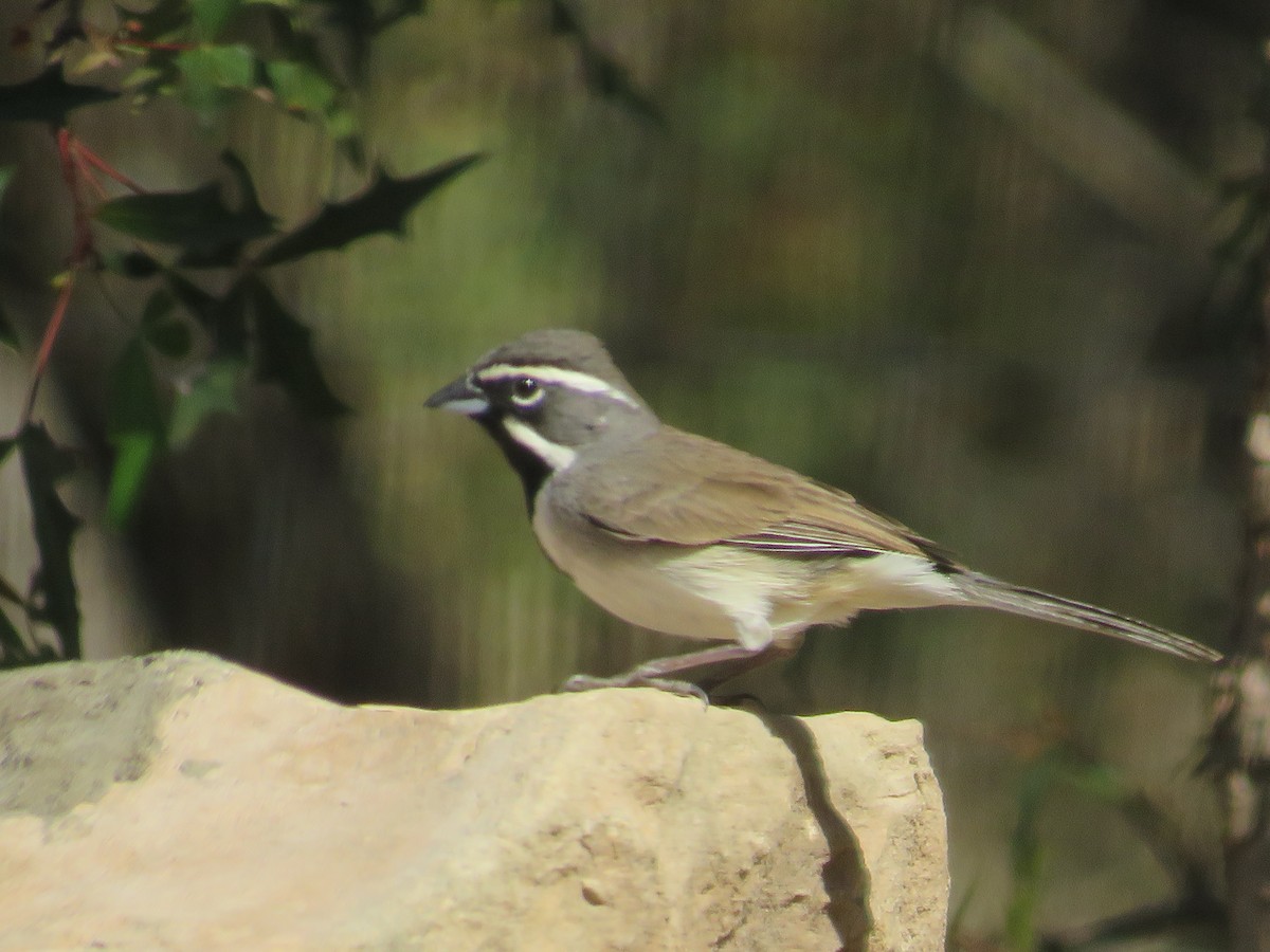Black-throated Sparrow - ML652804602