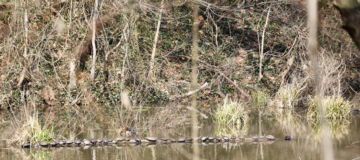 Animals - ML652804607