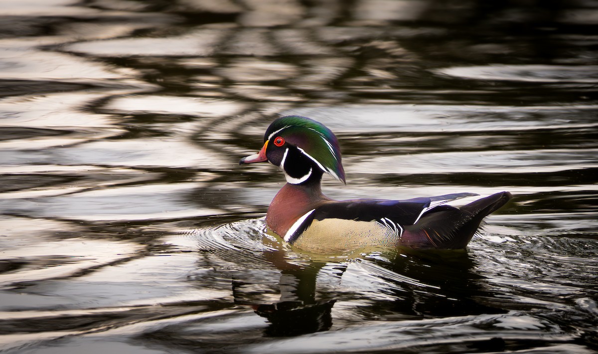 Ahate karolinarra - ML652804651