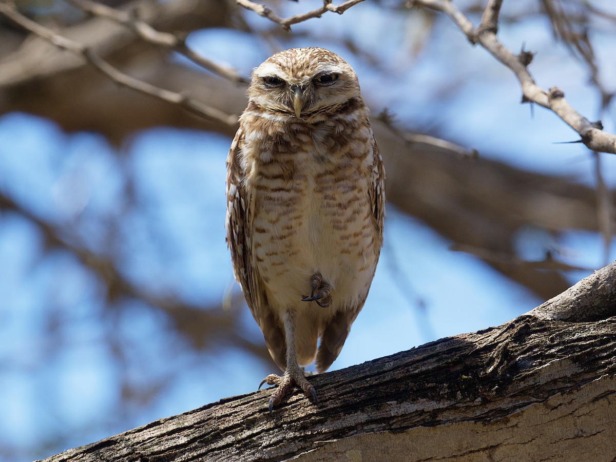 Burrowing Owl - ML652804885