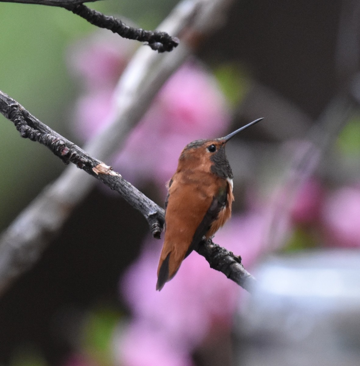 Rufous Hummingbird - ML652804974