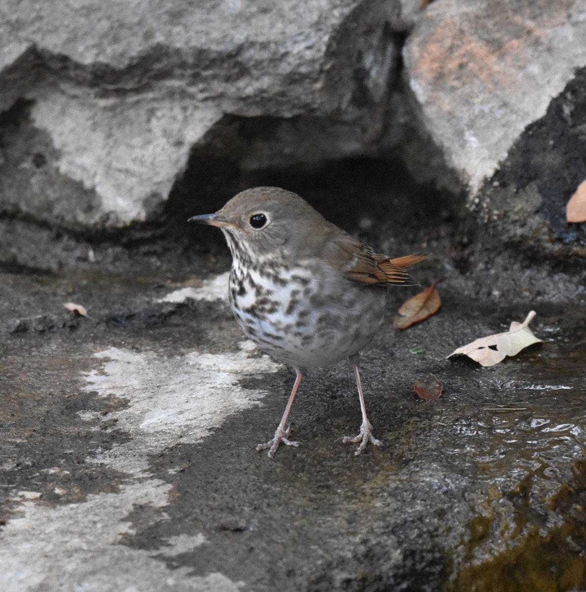 Hermit Thrush - ML652804984
