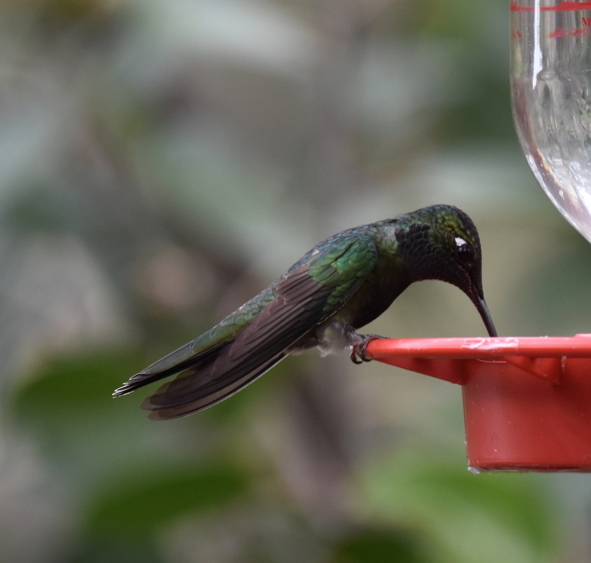 Rivoli's Hummingbird - ML652805013