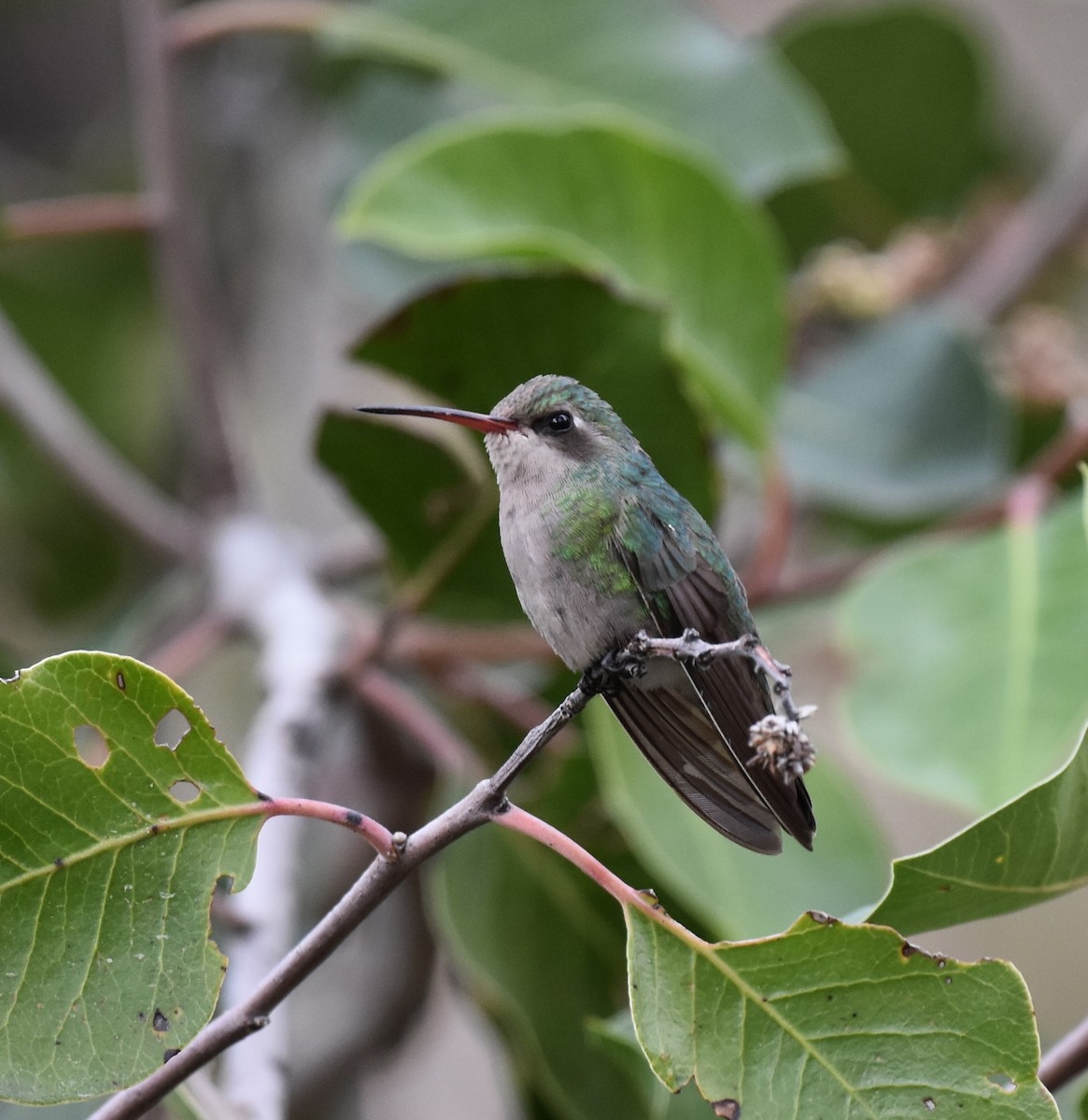 Broad-billed Hummingbird - ML652805019