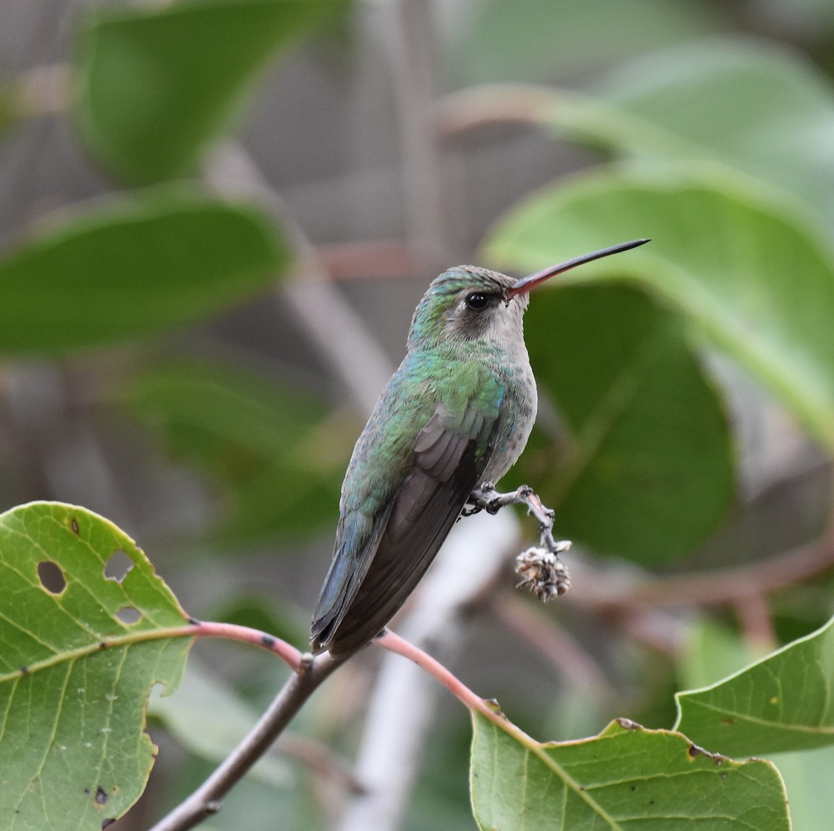Broad-billed Hummingbird - ML652805020