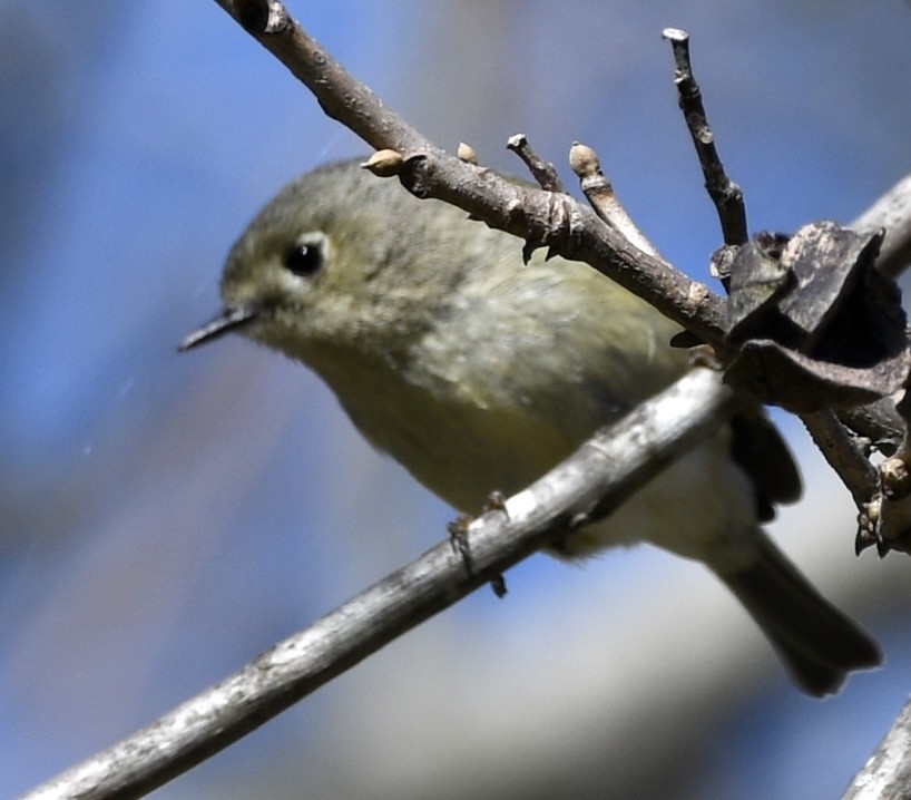 rubinfuglekonge - ML652805114