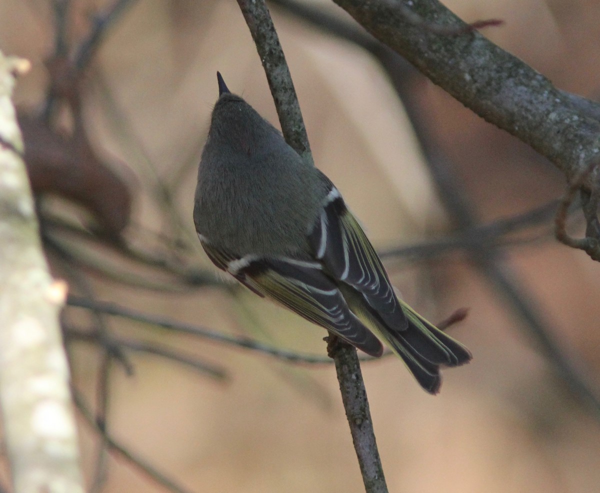 rubinfuglekonge - ML652805405