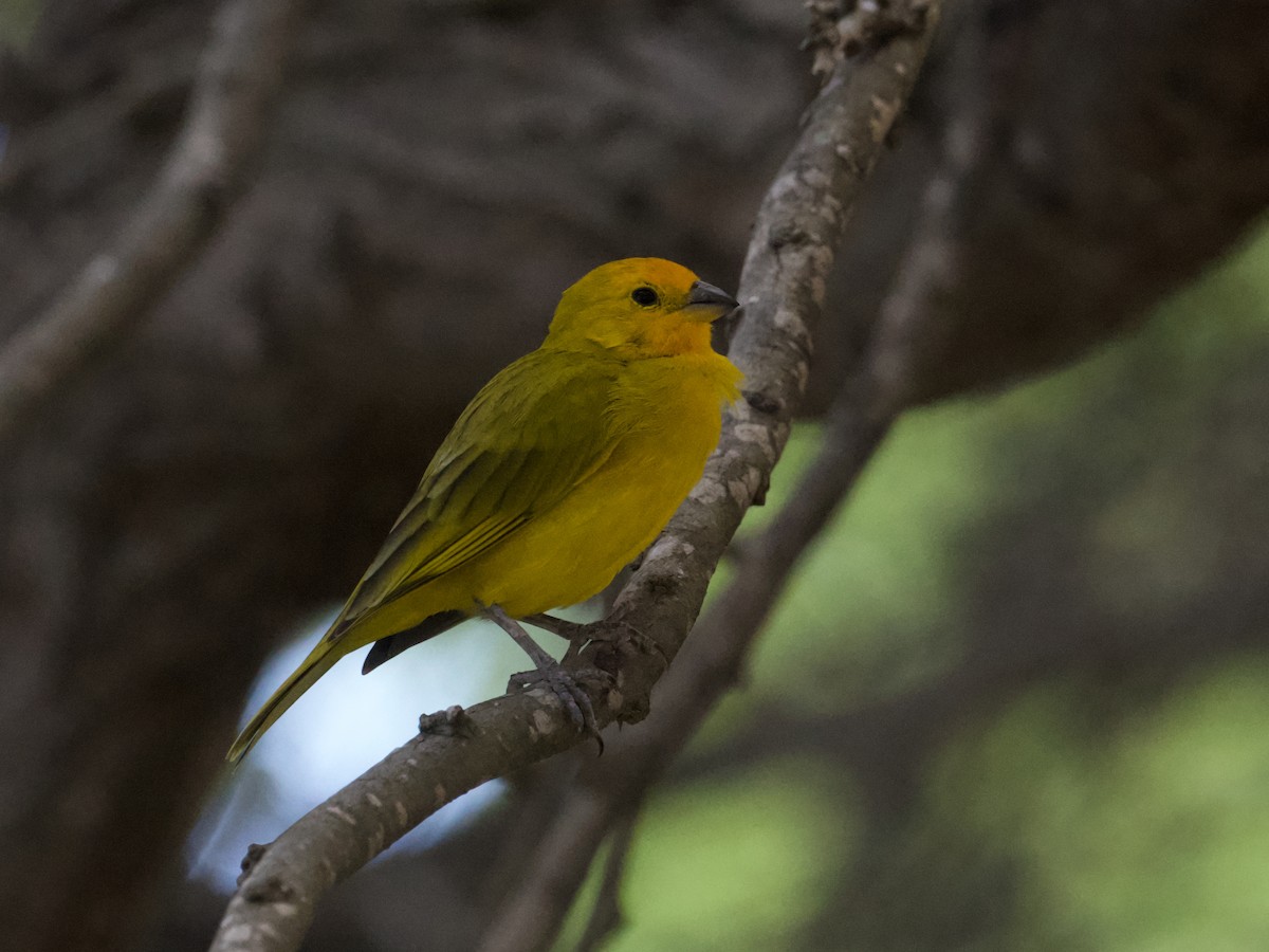 Saffron Finch - ML652805440