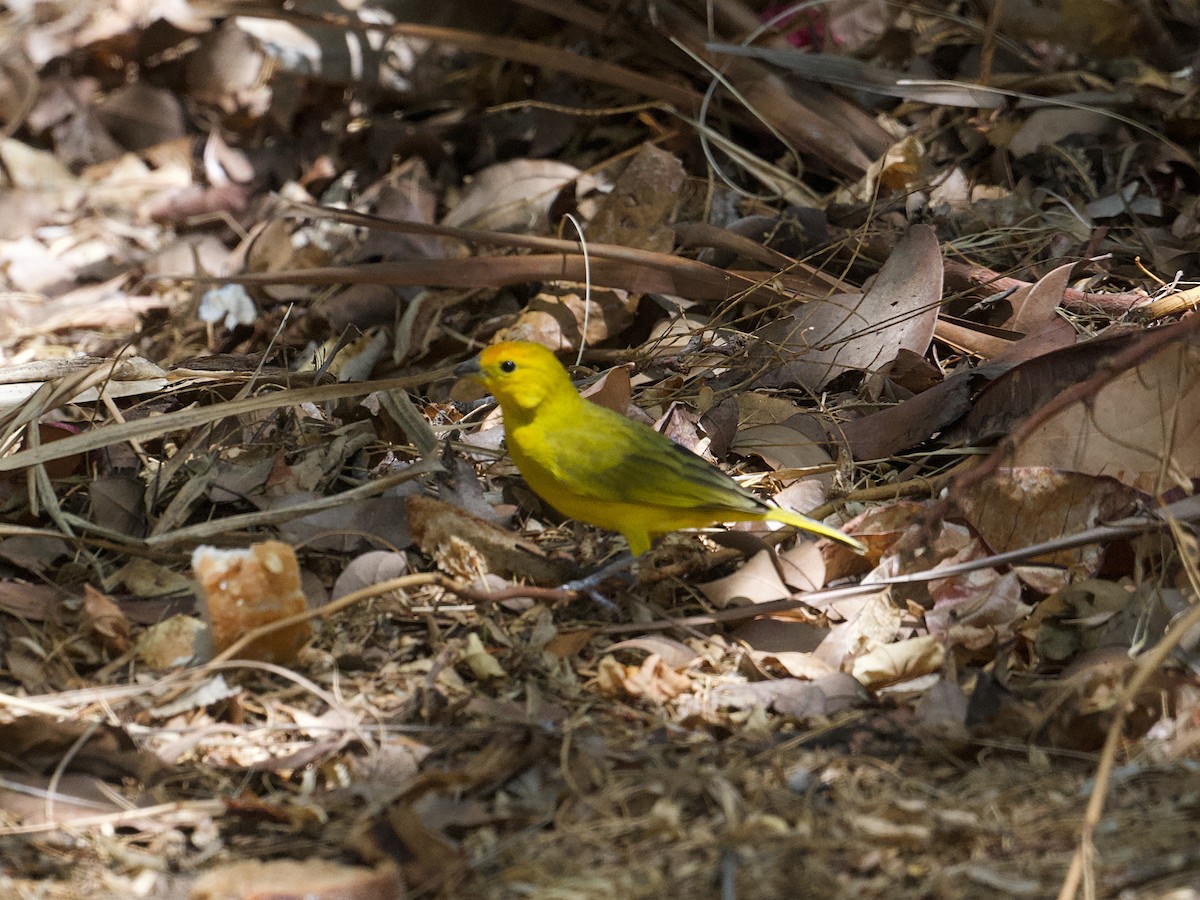 Saffron Finch - ML652805441