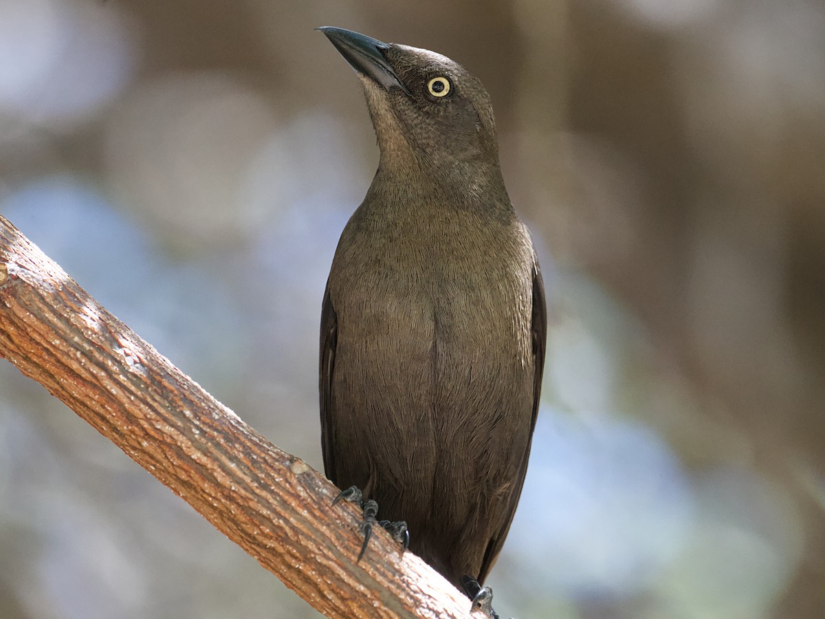 Carib Grackle - ML652805445