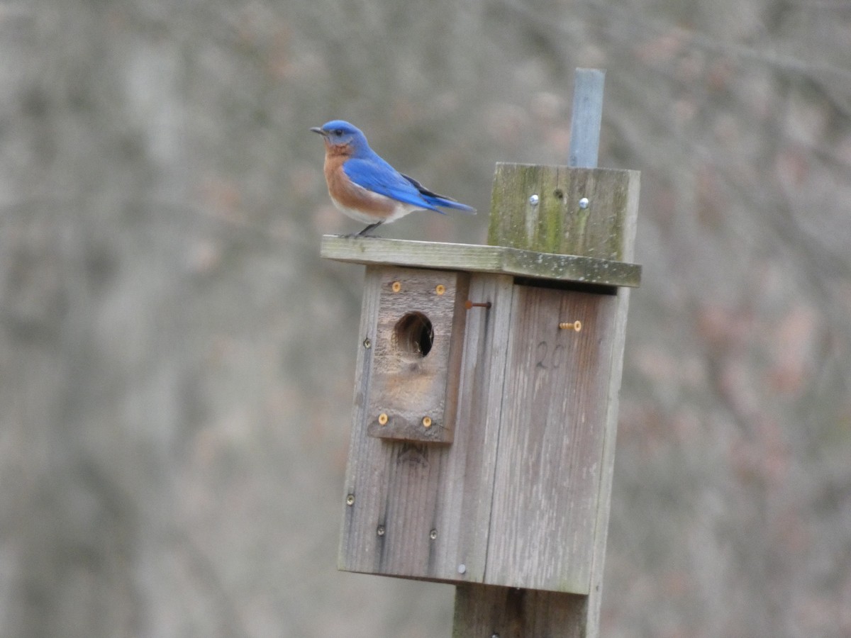 Eastern Bluebird - ML652805535