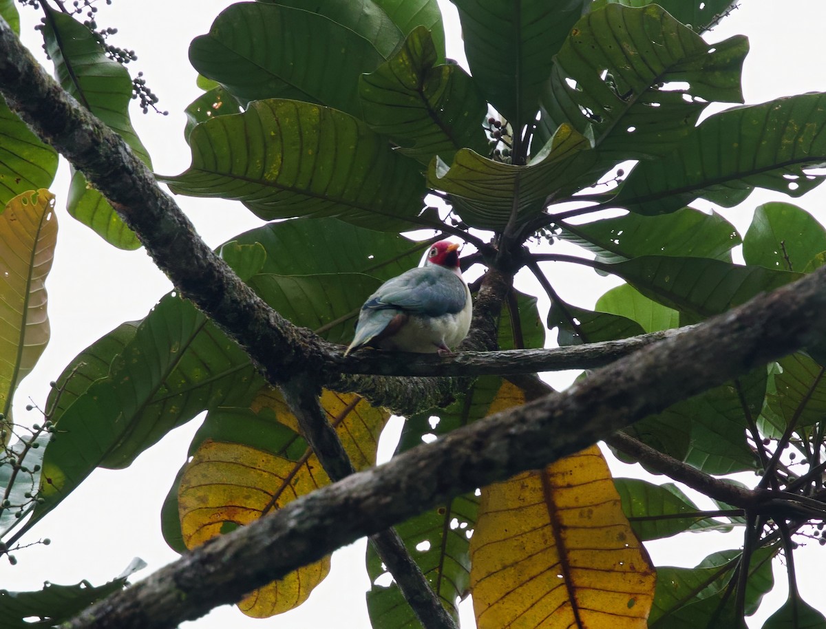 Краснолицый фруктовый голубь - ML652805703