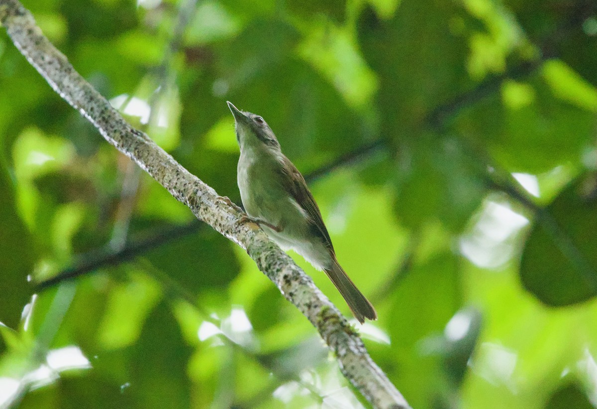 Усатый шелкопёр - ML652805758