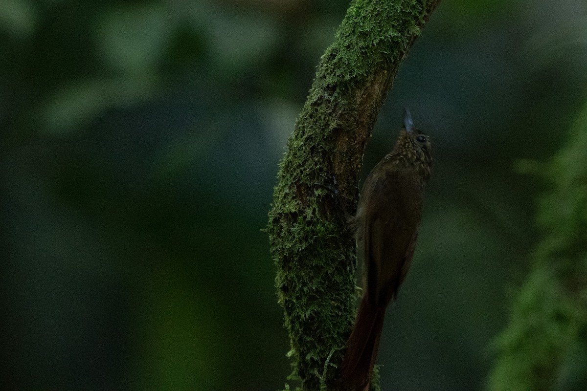 Wedge-billed Woodcreeper - ML652805902