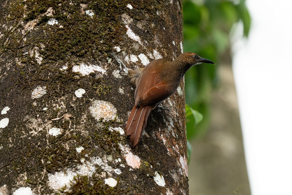 Northern Barred-Woodcreeper - ML652805910