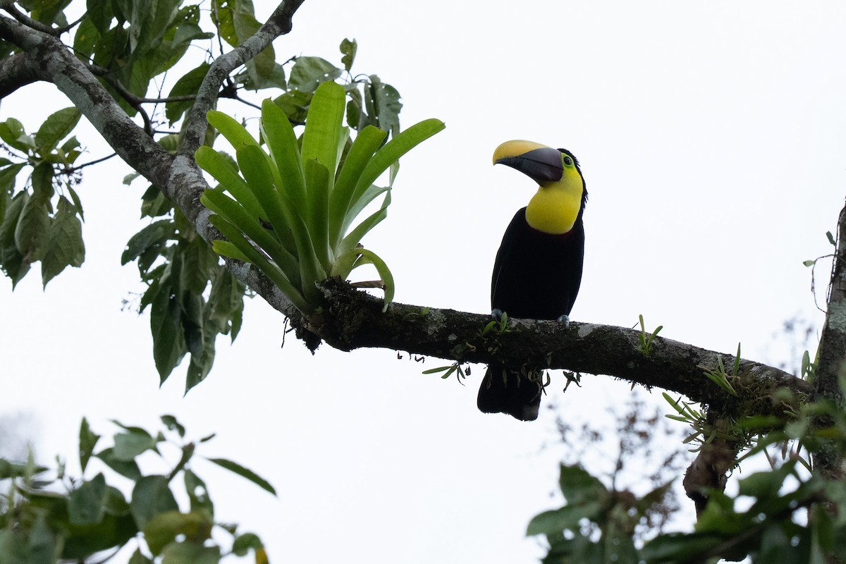 Yellow-throated Toucan - ML652805946