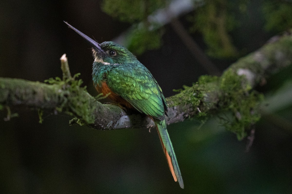 Rufous-tailed Jacamar - ML652805951