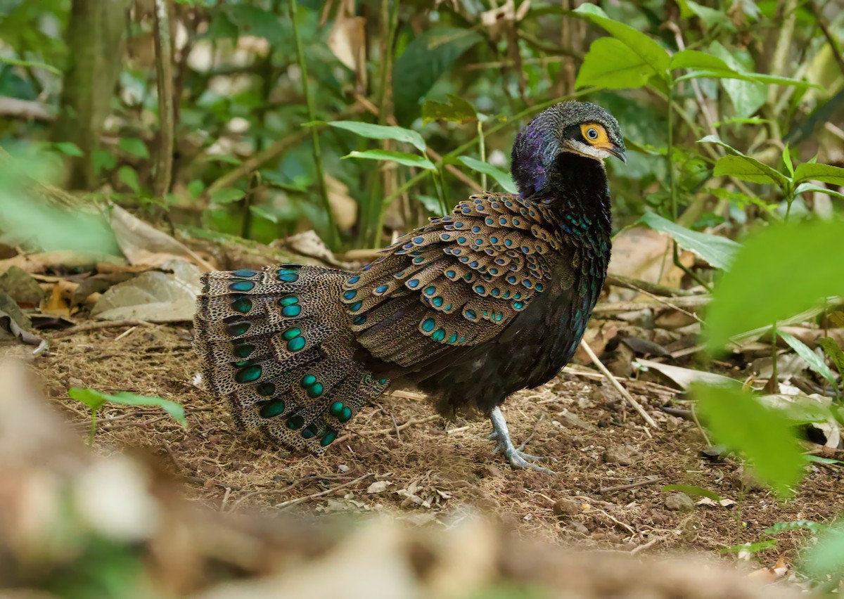 Борнейский павлиний фазан - ML652806058