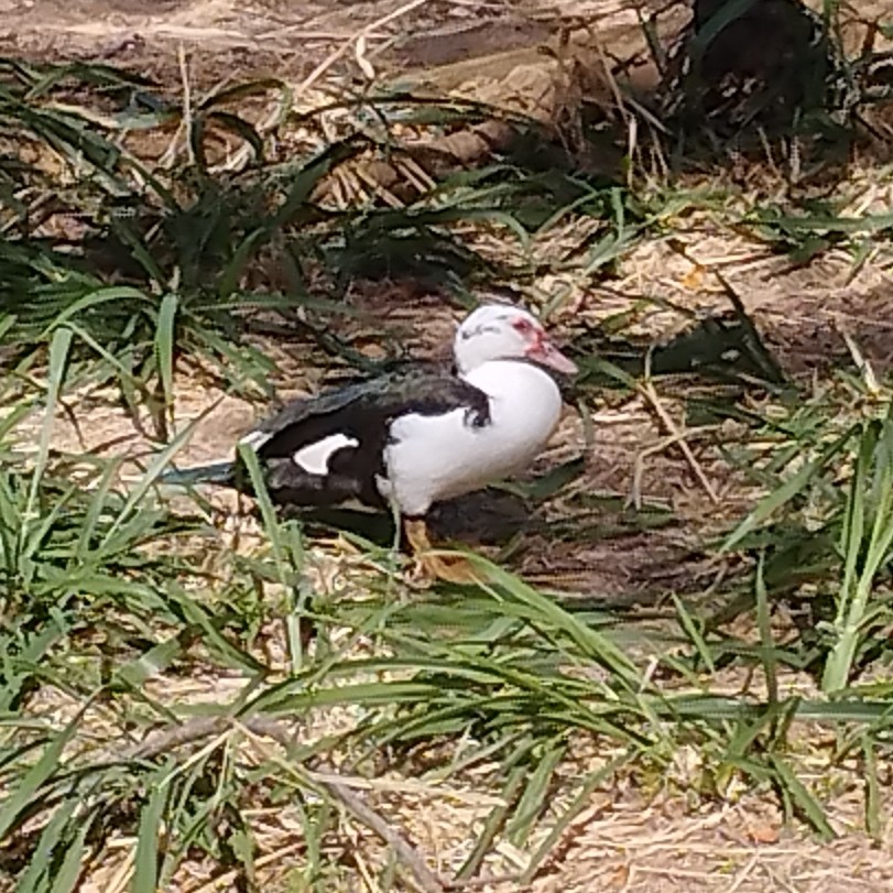 Мускусная утка - ML652806059