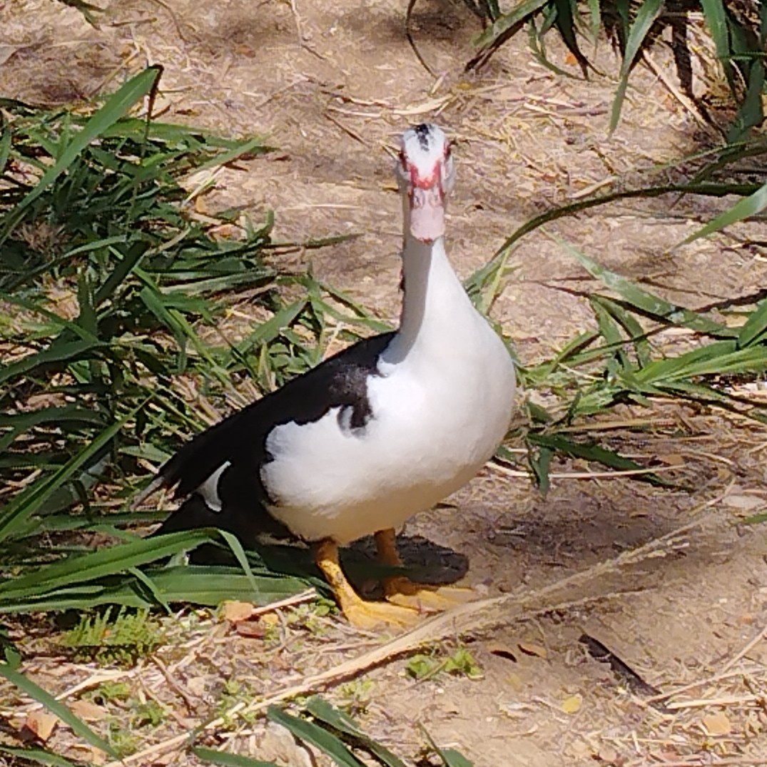 Мускусная утка - ML652806060