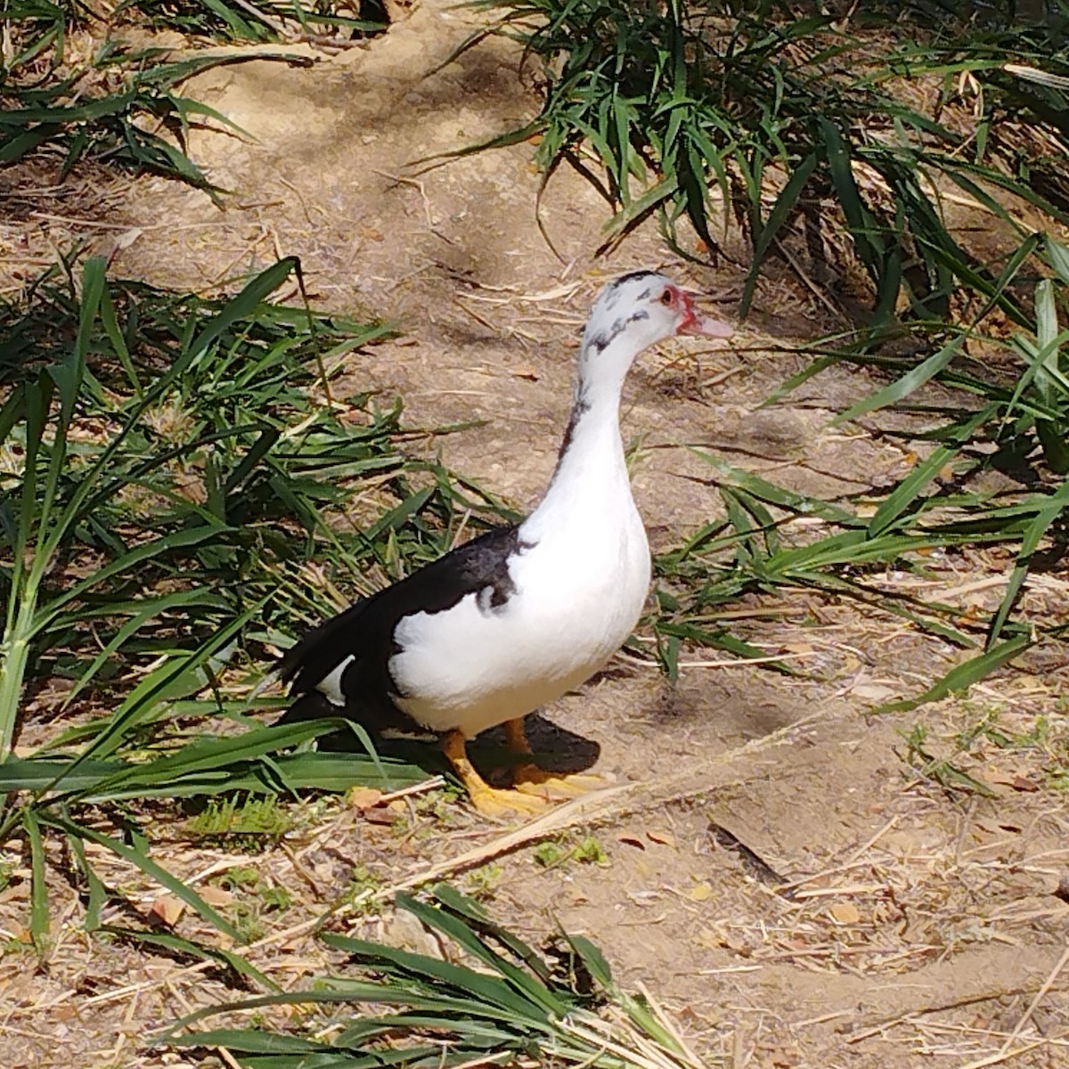 Мускусная утка - ML652806061