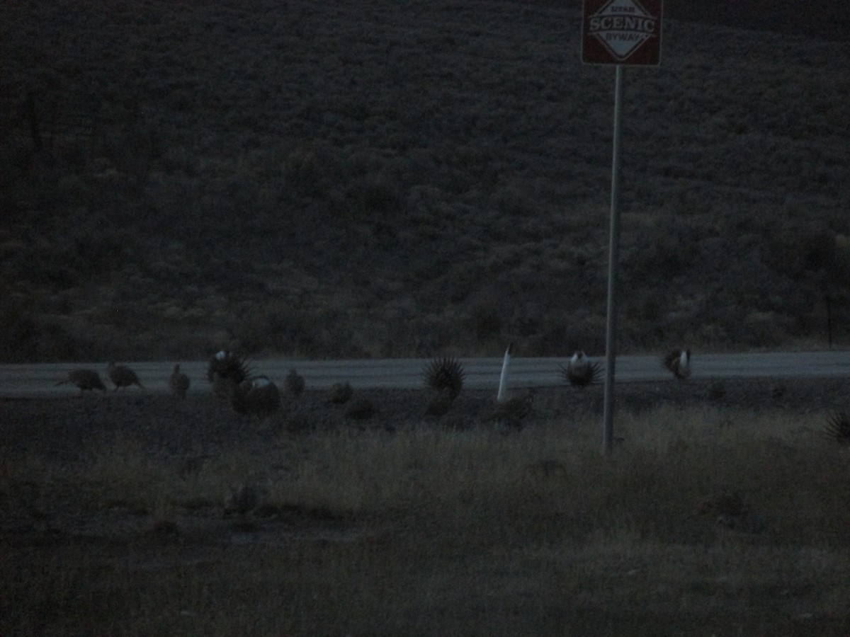 Greater Sage-Grouse - ML652806063