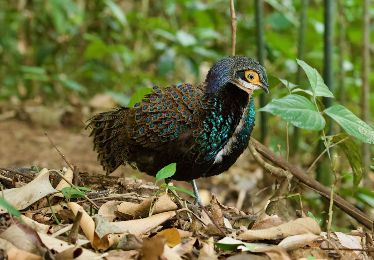 Борнейский павлиний фазан - ML652806067