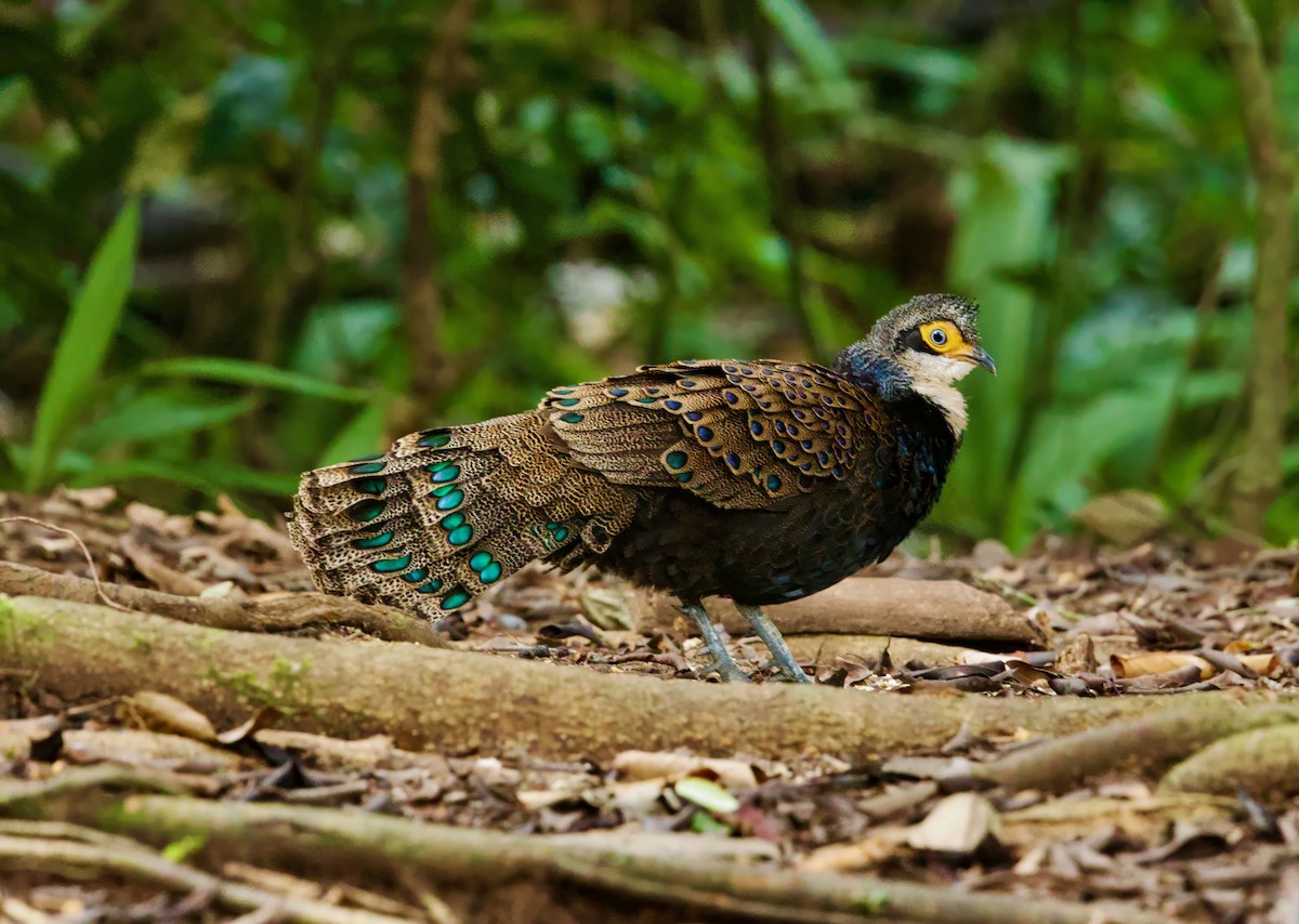 Борнейский павлиний фазан - ML652806070