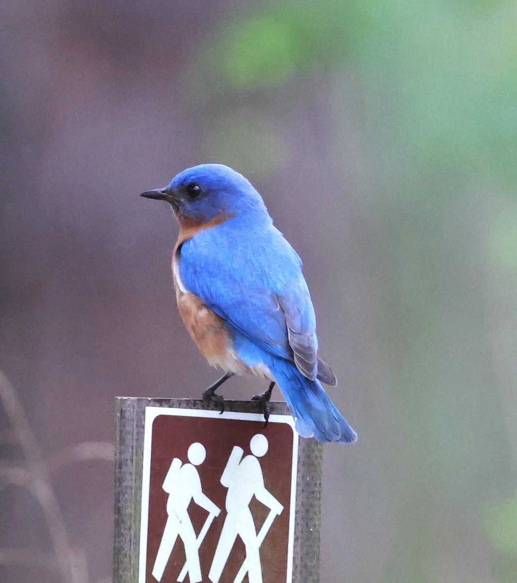 Eastern Bluebird - ML652806256