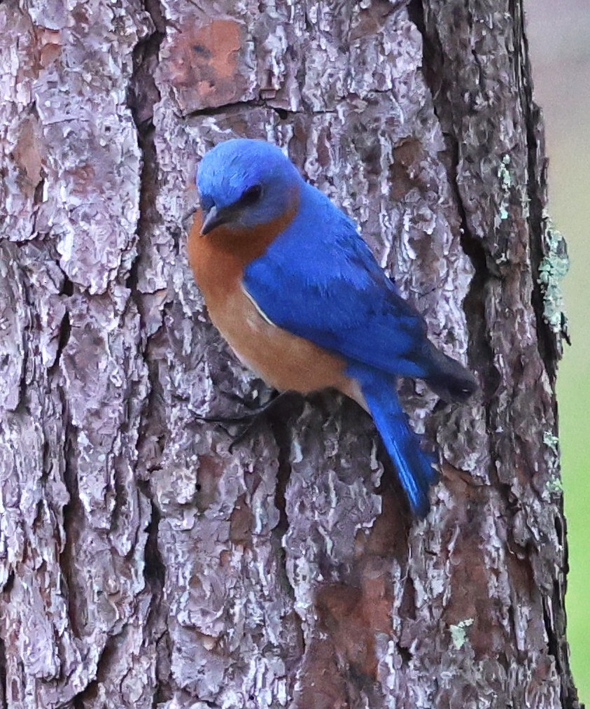 Eastern Bluebird - ML652806298
